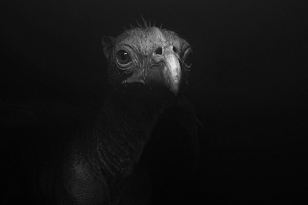 Alexander Thompson
USA 2024, 15'
—
2025 Fantastic Shorts